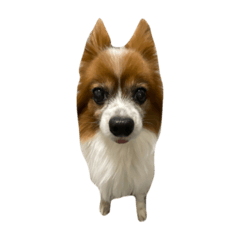 sky the papillon (useful)