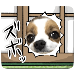 Choco_20241216144237