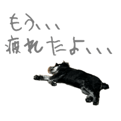 okayu_20241216215421