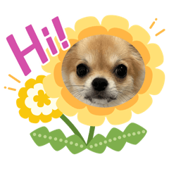 choco_20241216145820