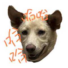 胖妞小黃可愛狗
