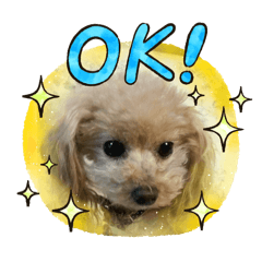 Choco_20241217000021