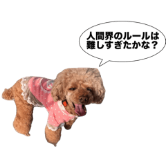 tori_20241216165034