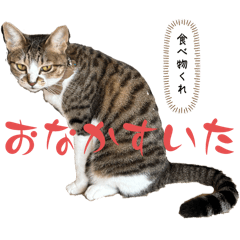 CoCo_20241216201753