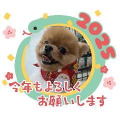 sakurako_20241217080740