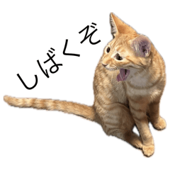yoshi_20241217085619