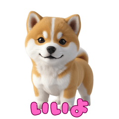 Fluffy Shiba Inu!