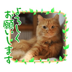 ms55nyan_20241216182012