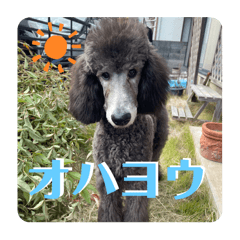 MS_20241217140729