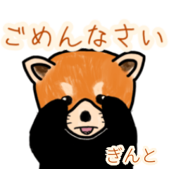 Ginto's lesser panda