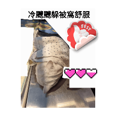 喵喵喵日常動態