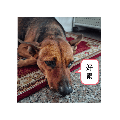 香魚自己想用的