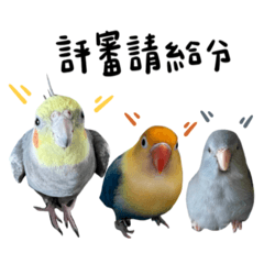 百利家的鳥日子ep1