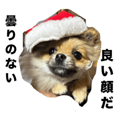 pupu_20241217211045