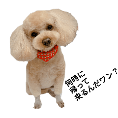 toy poodle kurumi_san