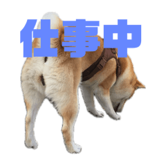 UME_san_20241217191412