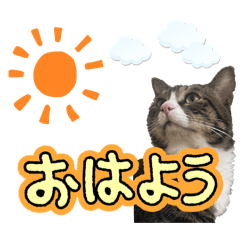 mixineko