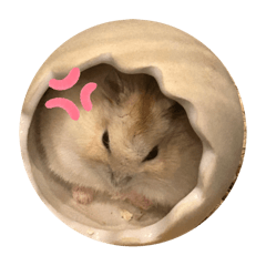 ponzu_20241218023339