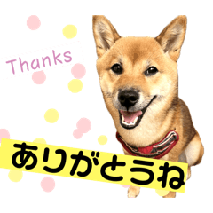 テンの大冒険4