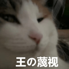 搞怪的猫咪 9 ^o^