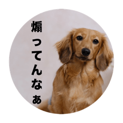 ponzu_20241218153119