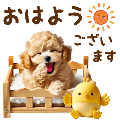 kizukai keigo toy poodle [popup]