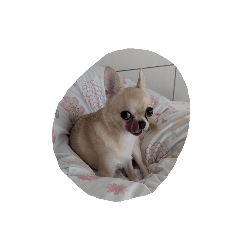 puku_20241219081621