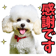 round and white toy poodle