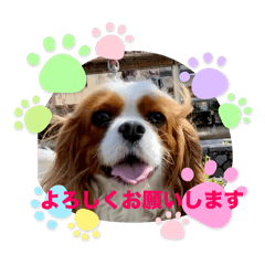 non_20241218221651