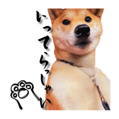 Shiba Inu stickers to express feelings 2