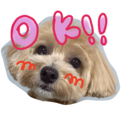 maltipoo sticker claris