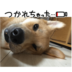 chacha_20241219104200