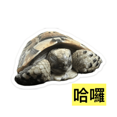 烏龜兄弟