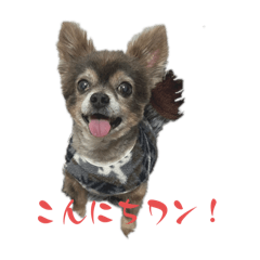 choco_20241219142149