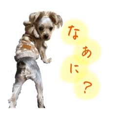kinako_20241219153804