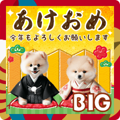 癒しポメラニアンのBIGなあけおめ年賀状