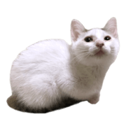 Maro kijishiro neko 1