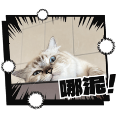 啊錢與主人