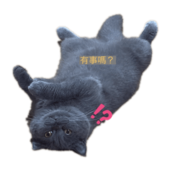 咪小拎是小胖喵