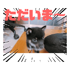 aimi_20241219213341