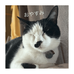 nao_20241219191459
