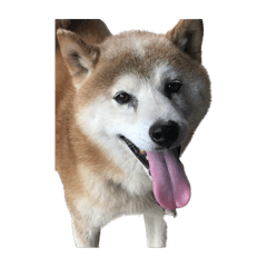 shiba inu chan