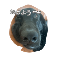 nao_20241219201102
