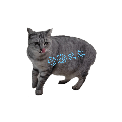 miyuki_20241219212218