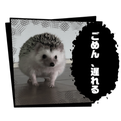 hedgehogland_20241219211313