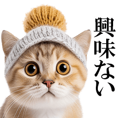 *Cat Wearing a woolen hat