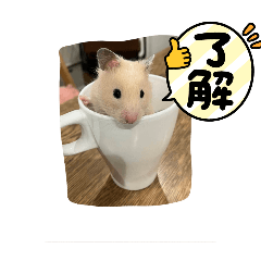 nn_20241219220656