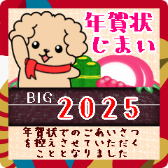 BIG toyPoodle dog New Year pretty18