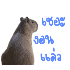 Tanisara_20241220020551