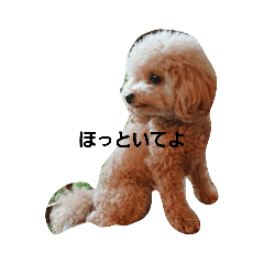 dog_20241220002225